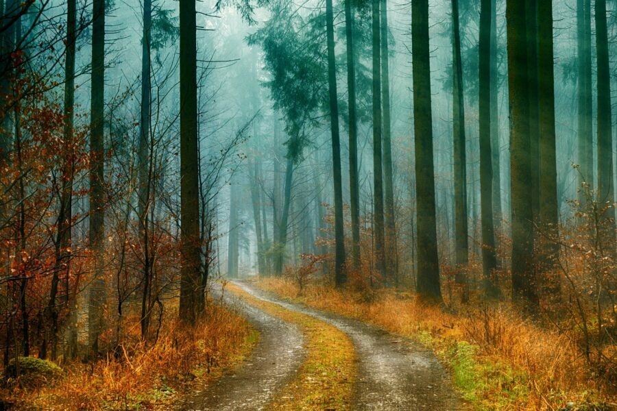 Image showcasing our blog's vibrant 'Poems About Life' category, featuring captivating poetry and prose by Vitaly, the Ukrainian Orphan, author of the book 'Vitaly', and other gifted poets.